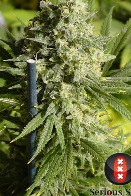 Double Dutch (Serious Seeds)