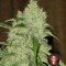 Bubble Gum (Serious Seeds)