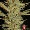 Bubble Gum (Serious Seeds)