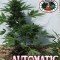 Automatic (Big Buddha Seeds)