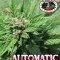 Automatic (Big Buddha Seeds)