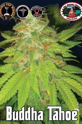 Buddha Tahoe (Big Buddha Seeds)