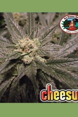 Cheesus (Big Buddha Seeds)