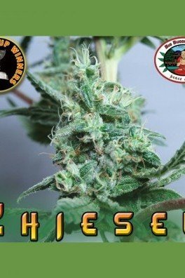 Chiesel (Big Buddha Seeds)