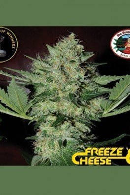 Freeze Cheese '89 (Big Buddha Seeds)