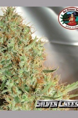 Silver Cheese (Big Buddha Seeds)