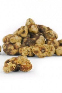 Magic Truffles Tampanensis, 15 grammes