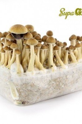 Kit de Culture de Champignons Magiques 'McKennaii'