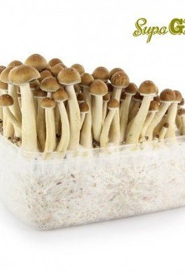 Kit de Culture de Champignons Magiques Cubensis 'Golden Teacher'