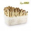 Kit de Culture de Champignons Magiques Golden Teacher