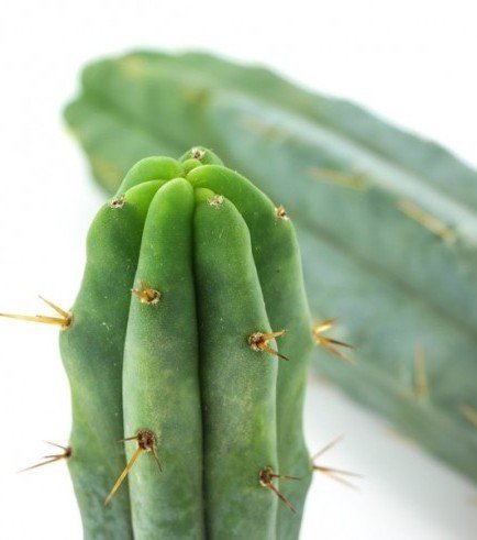 Cactus Torche Bolivienne