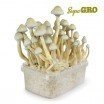 Kit de Culture de Champignons Magiques Albino A+