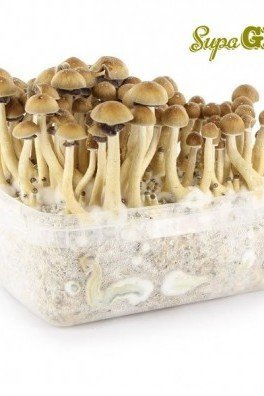 Magic Mushroom Grow Kit 'Hawaiian'