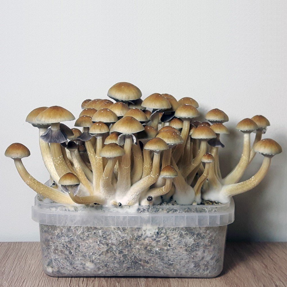 Kit De Culture Champignons De Paris Maison - Potager Intérieur, Instructions Faciles, Récolte Rapide