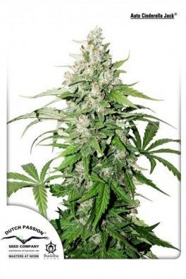 Auto Cinderella Jack (Dutch Passion)