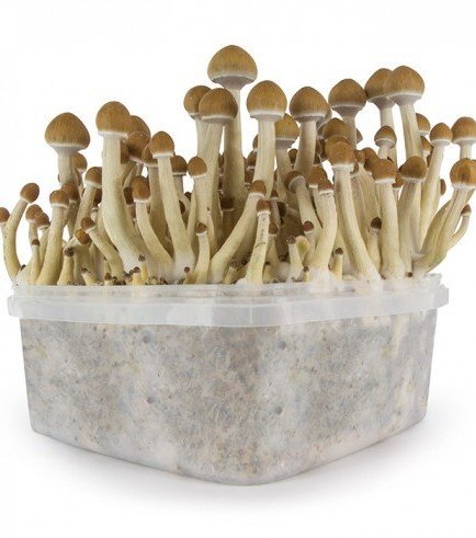 Kits de culture des champignons Archives - Mycocultures Mushrooms