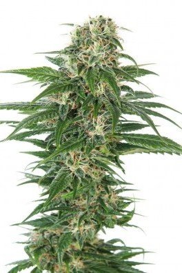 Early Skunk Automatic (Sensi Seeds)