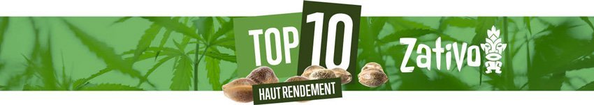 Top 10 Haut Rendement