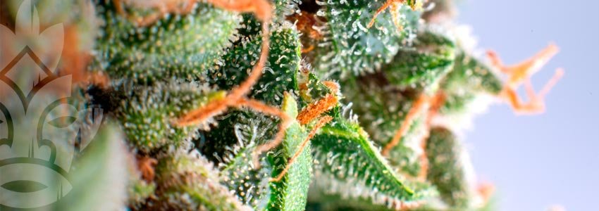 Trichomes