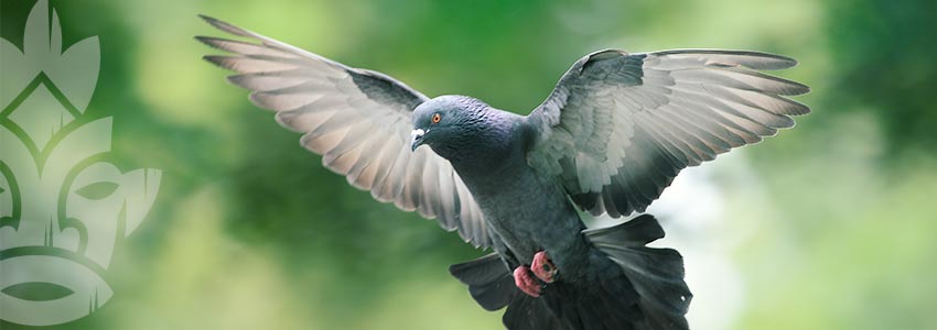 Les Pigeons Trafiquants De Drogue : Des Complices Inattendus Pour Ne Pas Se Faire Plumer