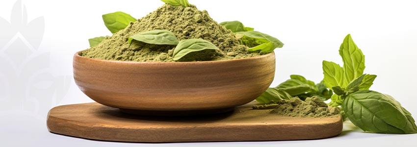 Comment Doser La Salvia Divinorum