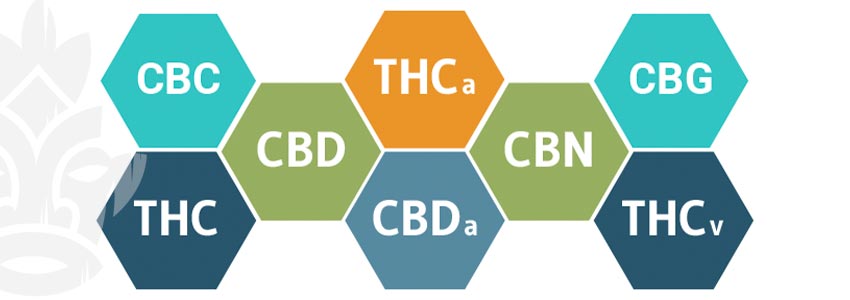 Comment Les Cannabinoïdes Interagissent Avec Le Système Endocannabinoïde ?