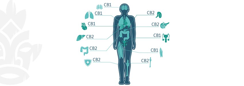 Le Système Endocannabinoïde : Une Énigme Fascinante