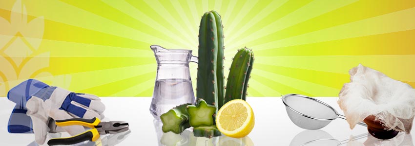 How to Make Mescaline Tea How to Make Mescaline Tea