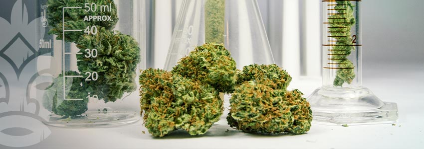 La Levure Remplacera-t-elle Les Plants De Cannabis ?