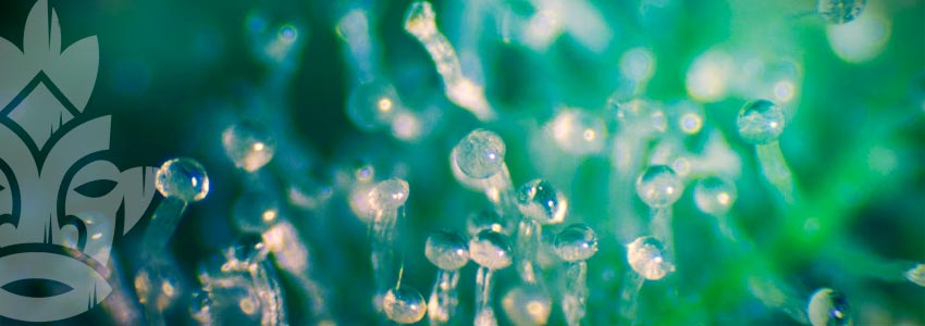 Les Meilleures Méthodes Pour Augmenter La Production De Trichomes