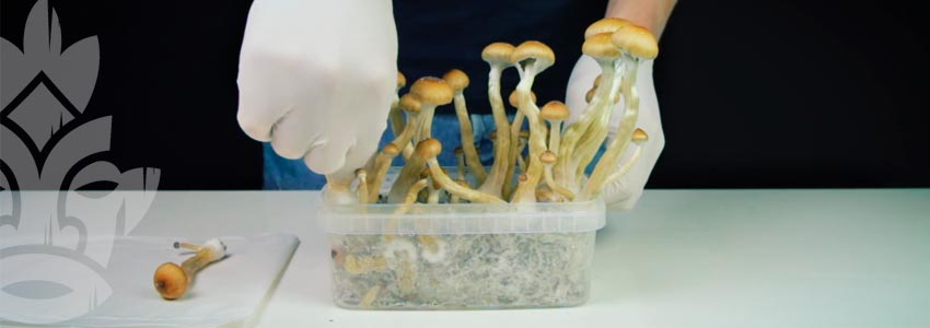 Comment Prévenir La Contamination Des Champignons