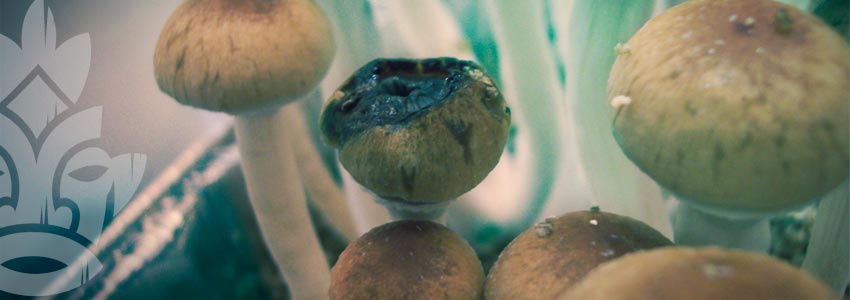 Types De Contaminations Des Champignons