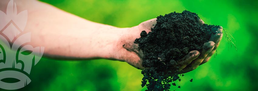 Préparer Un Sol Biologique Pour Du Cannabis De Classe Mondiale