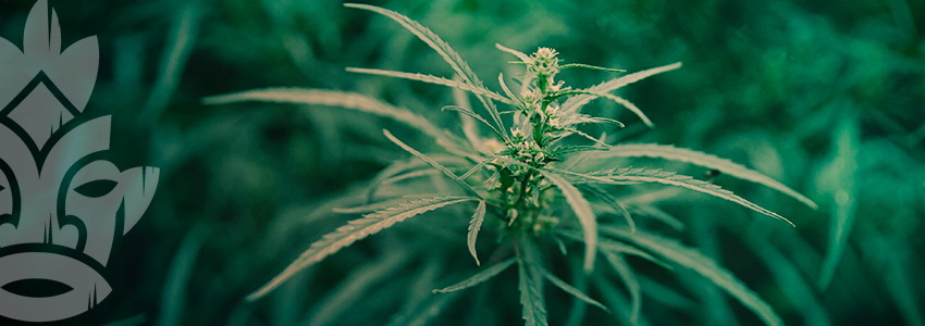 Quand Peut-on Déterminer Le Sexe D’un Plant De Cannabis ?