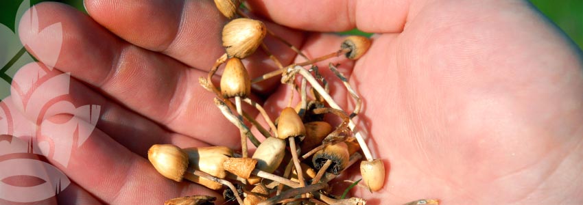 Le Meilleur Moyen De Consommer Des Champignons Magiques