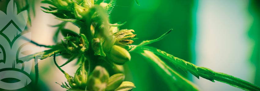 Comment Savoir Si Votre Plant De Cannabis Est Hermaphrodite ?