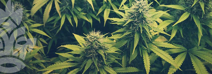 Quelle Est La Différence Entre Le Chanvre Et Le Cannabis ?