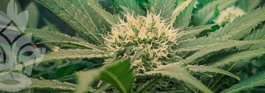 Aurora Indica (Nirvana Seeds)