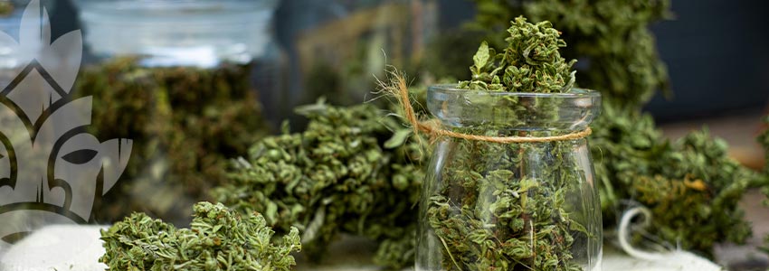 Comment Fabrique-t-on Le Cannabis ?