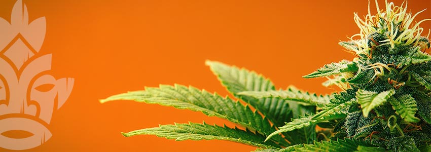 Le Cannabis Peut-il Prendre D’autres Couleurs ?