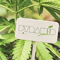 Consulter Le Catalogue Complet De Pyramid Seeds