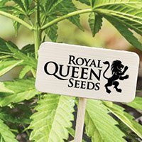 Consulter Le Catalogue Complet De Royal Queen Seeds