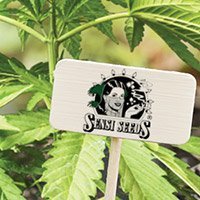 Consulter Le Catalogue Complet De Sensi Seeds