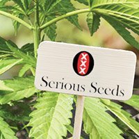 Consulter Le Catalogue Complet De Serious Seeds