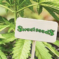 Consulter Le Catalogue Complet De Sweet Seeds