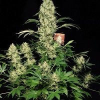 AK-47 (Serious Seeds)