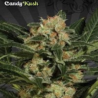 Candy Kush (Auto Seeds)