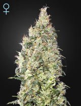 Great White Shark CBD (Greenhouse Seeds)