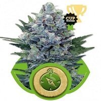Northern Light Automatic (Royal Queen Seeds)
