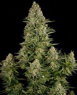 White Widow - Dinafem